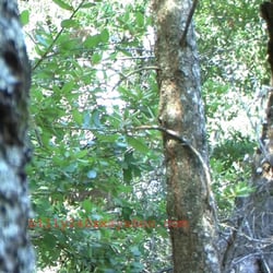 Bigfoot Discovery Museum - I filmed this not fare from you all