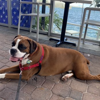 Crazy About You - Apollo loved the awesome view! - Mediterranean Near Me - Miami, Florida Crazy About You - Apollo loved the awesome view! - Mediterranean Near Me - Miami, Florida