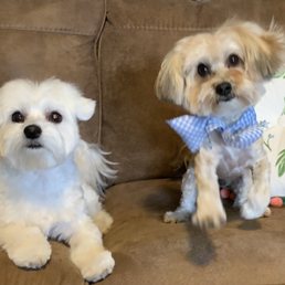 Willow the Maltese and Birch the Shorkiepoo. The beautiful work of Special Care Grooming! Willow the Maltese and Birch the Shorkiepoo. The beautiful work of Special Care Grooming!