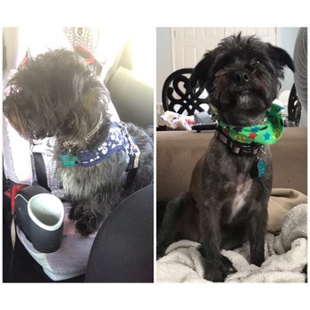 Tiffany's Timeless Tails - Tucker's before and after - Pet Groomers Near Me - Bakersfield, California