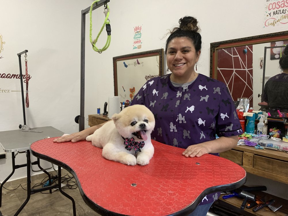 HOT DOG GROOMING 85 Photos & 75 Reviews 714 Wilcrest Dr, Houston