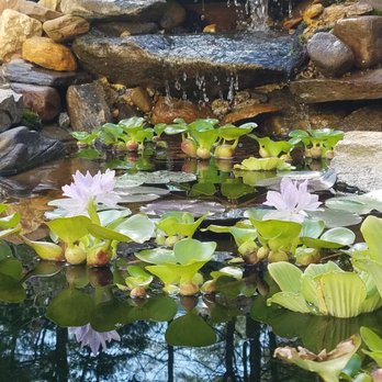 Wild As Ever Garden Design - I love the pond - Gardeners Near Me