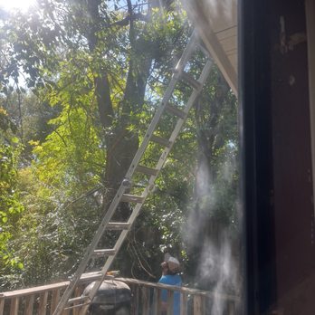 Zelaya Landscape and Tree Service - The China berry tree before most of the removal. - Tree Services Near Me - Grand Prairie, Texas