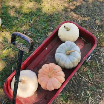 Hawk's Pumpkin Patch - Pumpkins! - Pumpkin Patches Near Me - Winston-Salem, North Carolina