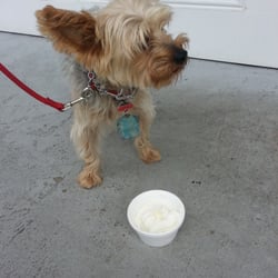 Ro's Harbor Scoops - Free doggie soft serve w a treat on top