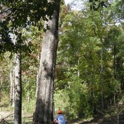 Affordable Tree Removals