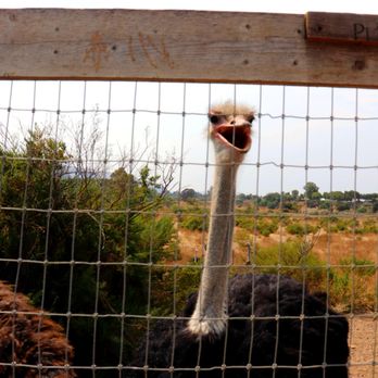 Ostrichland USA - Attraction Farms Near Me - Solvang, California Ostrichland USA - Attraction Farms Near Me - Solvang, California