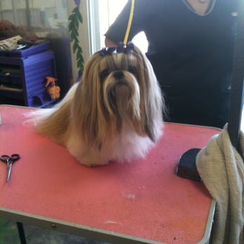 Artistic Pet Salon - Coco w purple bow - Pet Groomers Near Me - Fresno, California Artistic Pet Salon - Coco w purple bow - Pet Groomers Near Me - Fresno, California
