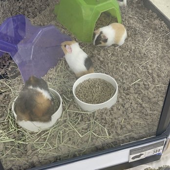 Petco - Pet Training Near Me - San Antonio, Texas