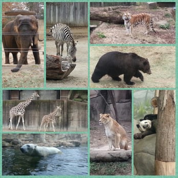 Memphis Zoo - some of our friends at the memphis zoo - Zoos Near Me - Memphis, Tennessee Memphis Zoo - some of our friends at the memphis zoo - Zoos Near Me - Memphis, Tennessee