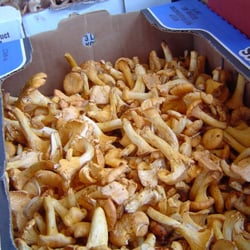 Michael Anastasio Produce - Chantrelles