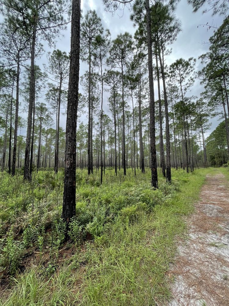 Julington-Durbin Preserve Image