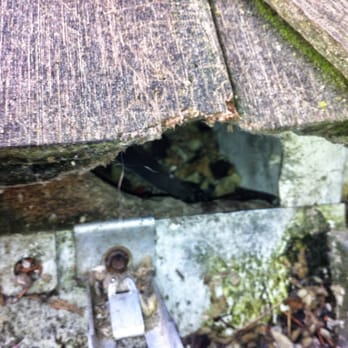 Plateau Pest Control - Rats getting inside attic from rooftop.
We seal entry points - Pest Control Near Me - Covington, Washington Plateau Pest Control - Rats getting inside attic from rooftop.
We seal entry points - Pest Control Near Me - Covington, Washington