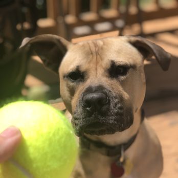 DogEvolve - Pet Training Near Me