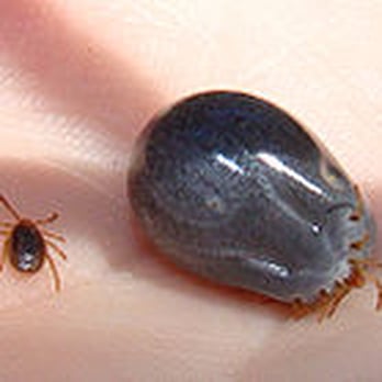 A3 Superior Pest Control - Tick Control - Pest Control Near Me - Matamoras, Pennsylvania