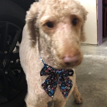 Doggie Styles by Steph - Pet Groomers Near Me