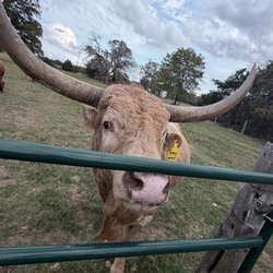 Davis Ranch Retreat - Biscuit the bull