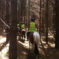 Muriwai Beach Horse Treks