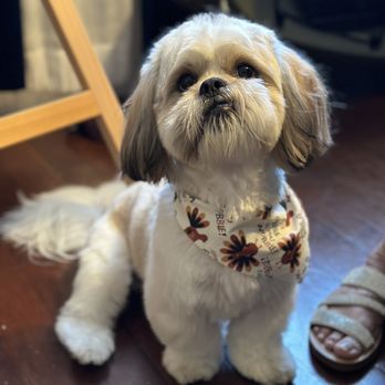 Purrfect Pet Parlor - Our kid - Pet Groomers Near Me - Long Beach, California Purrfect Pet Parlor - Our kid - Pet Groomers Near Me - Long Beach, California