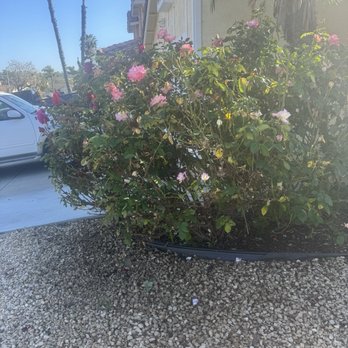Javier’s Gardening - AFTER - Gardeners Near Me