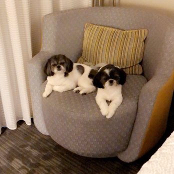 primped pooches mobile dog spa