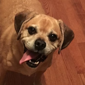 Gemini Pet Sitting - Pet Sitting Near Me - Las Vegas , Nevada Gemini Pet Sitting - Pet Sitting Near Me - Las Vegas , Nevada