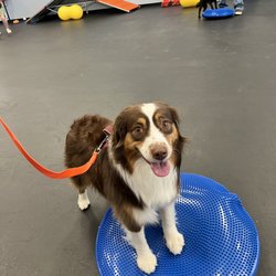 Zoom Room Dog Training