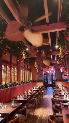 Gato Exotico by null