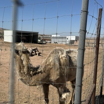 Camel Safari - Camel - Zoos Near Me - Bunkerville, Nevada