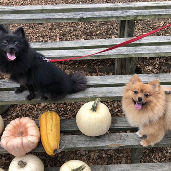 Apple Ridge Orchards - White and other weird pumpkins - Pick Your Own Farms Near Me - Warwick, New York