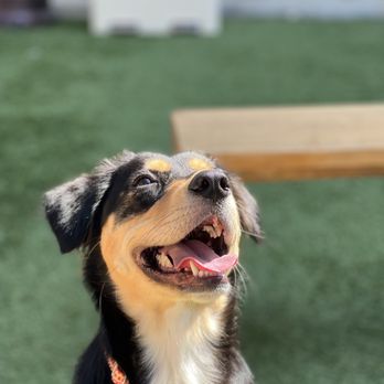 DOG PPL - Dog Parks Near Me - Santa Monica, California