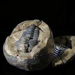 Steinall-Berlin - Trilobit