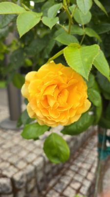 Bonneville Fish Hatchery by null