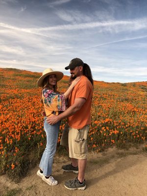 Antelope Valley California Poppy Reserve State Natural Reserve by null