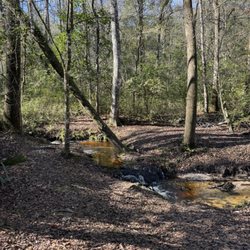 Jennings State Forest - Creek