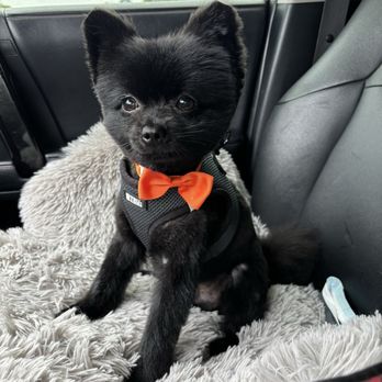 Dash Pet Pawlor - Great first time experience for my little bear - Pet Groomers Near Me - Whittier, California Dash Pet Pawlor - Great first time experience for my little bear - Pet Groomers Near Me - Whittier, California