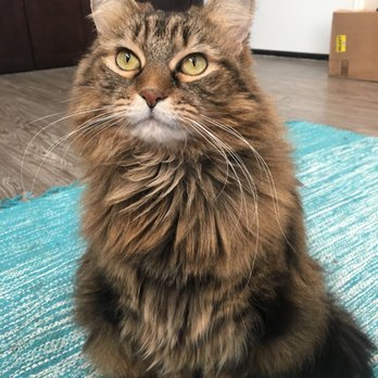 Fire Hydrant Pet Sitting - Pet Sitting Near Me
