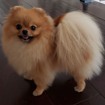 Candi Colored Poms - Pet Breeders Near Me Candi Colored Poms - Pet Breeders Near Me
