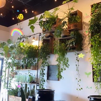 Leafy - Greenery on the side of the cafe (had cute little Totoro figures and sets on one of the shelves) - Asian Fusion Near Me - Pembroke Pines, Florida Leafy - Greenery on the side of the cafe (had cute little Totoro figures and sets on one of the shelves) - Asian Fusion Near Me - Pembroke Pines, Florida