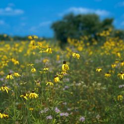 Prairie Restorations