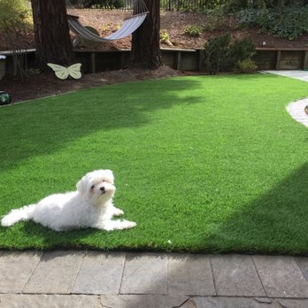 Watersavers Turf - Happy pup on one of our backyard artificial turf lawns. - Artificial Turf Near Me - San Rafael, California Watersavers Turf - Happy pup on one of our backyard artificial turf lawns. - Artificial Turf Near Me - San Rafael, California