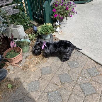 Clippers Grooming Salon - Addie, our Scottish Terrier after her second grooming at Clippers. She loves it here! - Pet Services Near Me - Edgewood, Washington Clippers Grooming Salon - Addie, our Scottish Terrier after her second grooming at Clippers. She loves it here! - Pet Services Near Me - Edgewood, Washington
