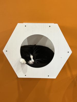 Mew Haven Cat Cafe by null