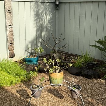 Espitia’s Tree Service - After - Tree Services Near Me Espitia’s Tree Service - After - Tree Services Near Me