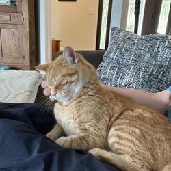 615 Pet Sitting