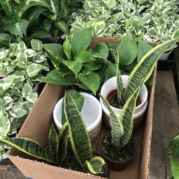 Foothill Nursery - So far so good, my new hobby - Nurseries & Gardening Near Me - Sylmar, California