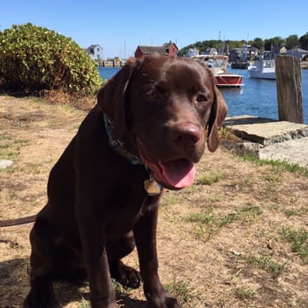 One Dog At A Time - Dog Walkers Near Me One Dog At A Time - Dog Walkers Near Me