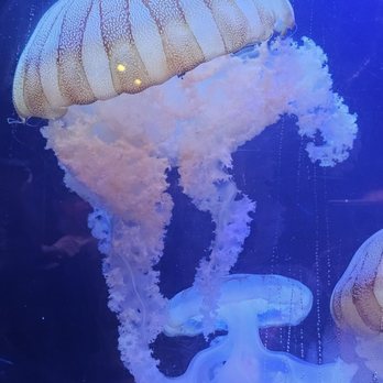 Saint Louis Zoo - Jellyfish - Zoos Near Me - St Louis, Missouri