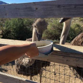 Ostrichland USA - Feeding the ostrich. $1 for the food bowl - Attraction Farms Near Me - Solvang, California