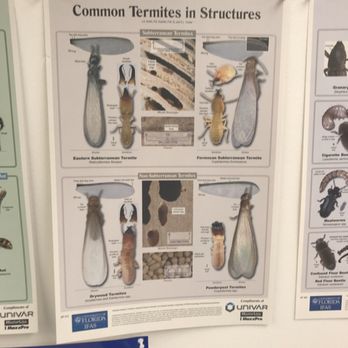 Pyramid Exterminators & Wildlife Control - Termites! These are termite swarmers, reproductive, and workers. - Pest Control Near Me Pyramid Exterminators & Wildlife Control - Termites! These are termite swarmers, reproductive, and workers. - Pest Control Near Me